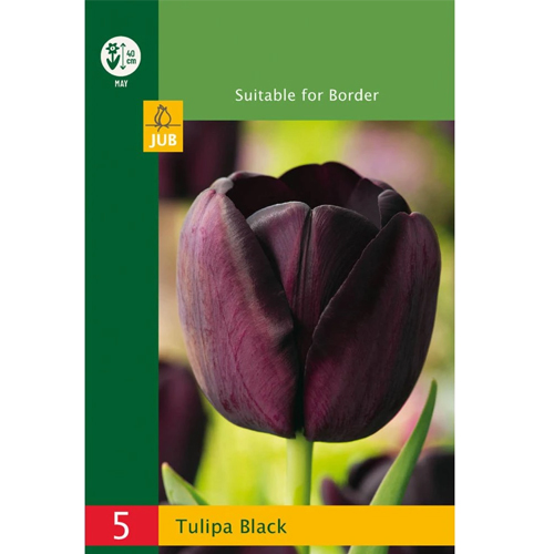 LUKOVICA TULIPA TRIUMPH BLACK 10/11, 5 KOM
