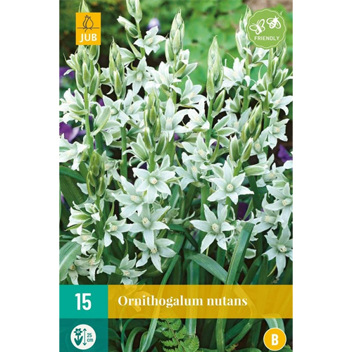 LUKOVICA ORNITHOGALUM NUTANS 6/+, 15 KOM