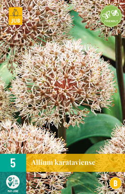 LUKOVICA ALLIUM KARATAVIENSE 12/14, 5 KOM