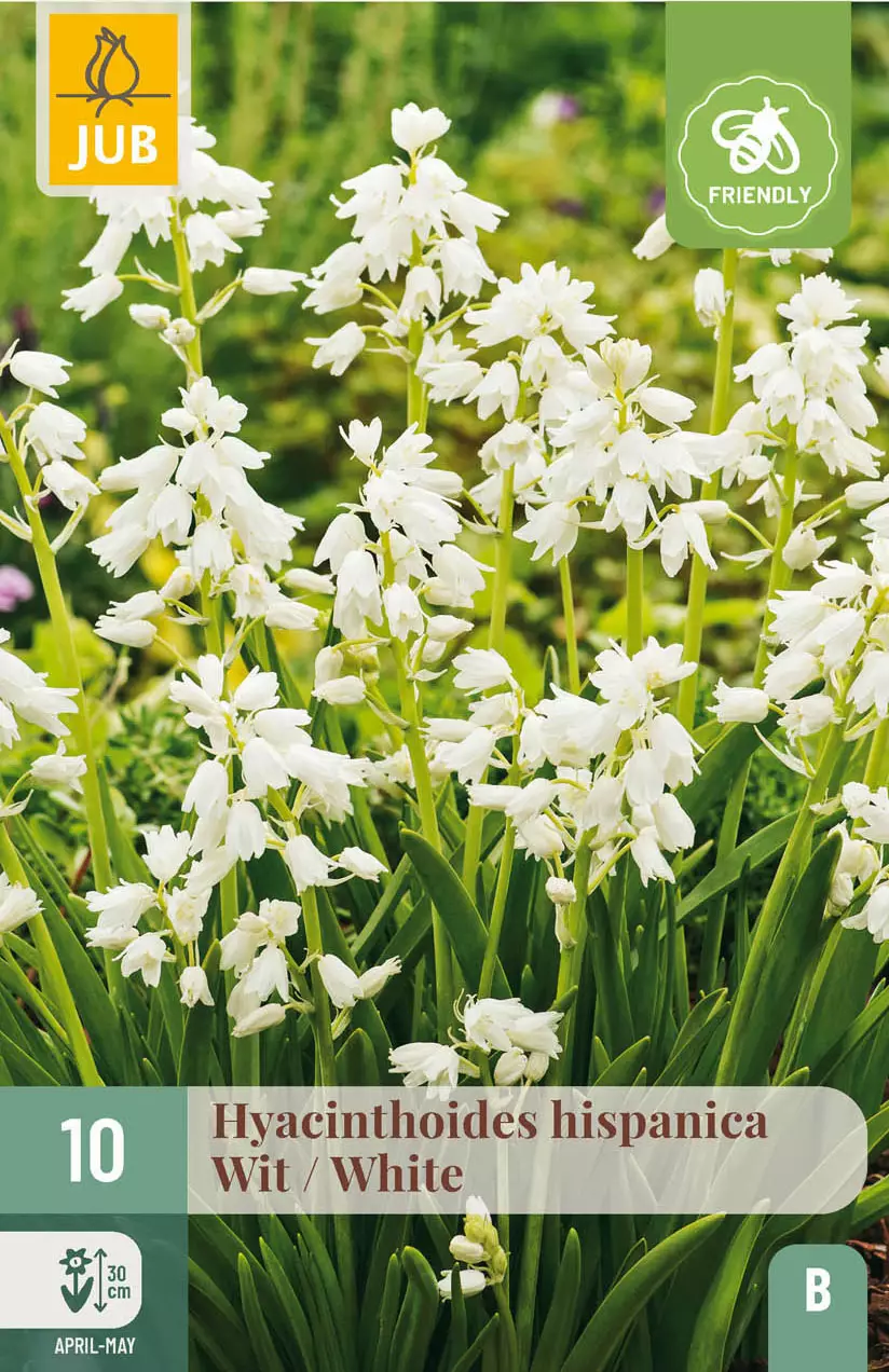 LUKOVICA 10 HYACINTHOIDES HISPANICA WHITE 8/10, 10 KOM