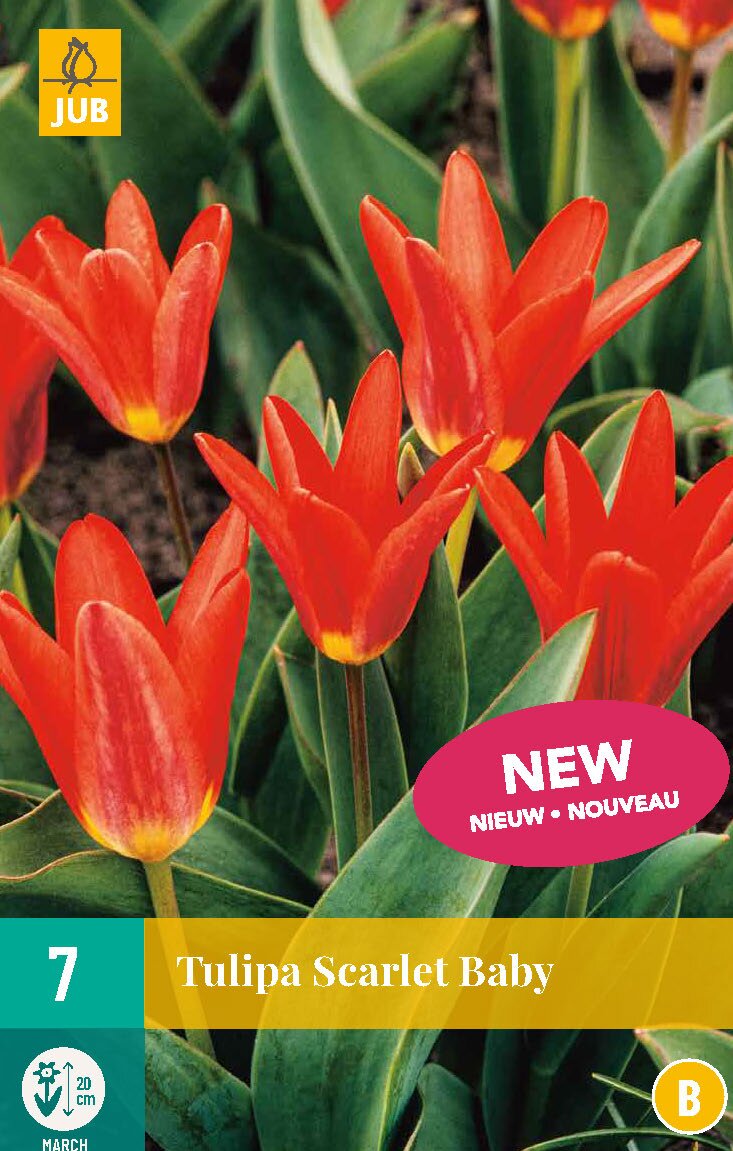 LUKOVICA TULIPS SCARLET BABY 11/12, 7 KOM
