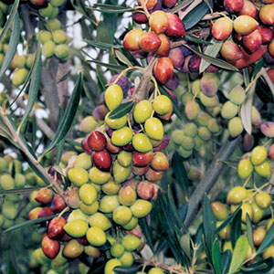 SAD.MASLINA KORONEIKI -TURSKA