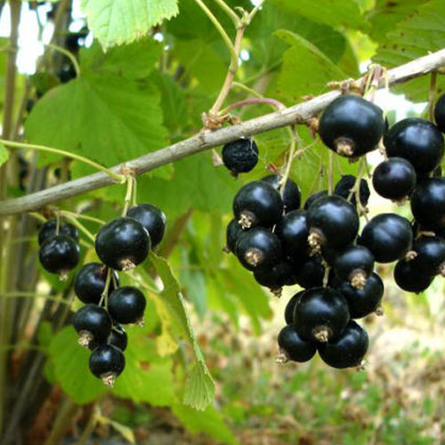 SAD.RIBIZLA BEN LOMOND-CRNA FI9-POLJSKA