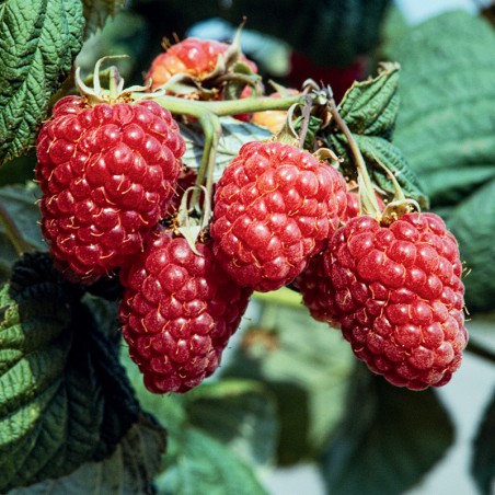 SAD.MALINA SWEET SUNSHINE -NISKA,FI 9-POLJSKA