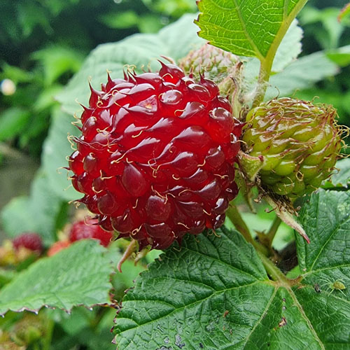 SAD.MALINA RASPBERRY TOWER-AVGUST,FI 9 POLJSKA