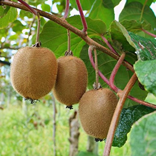 SAD.KIVI FI 9-POLJSKA