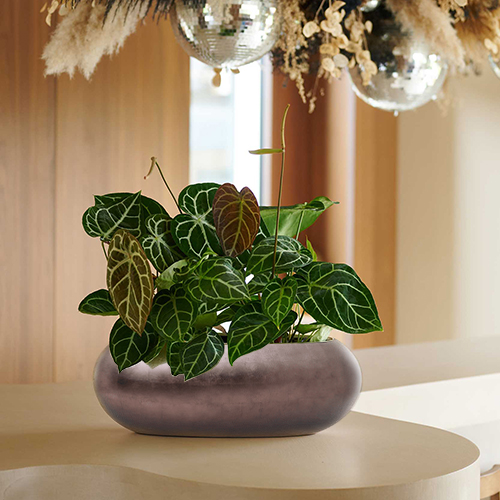 SAKSIJA METALLIC SILVER MATT COFFEE 56X23X20