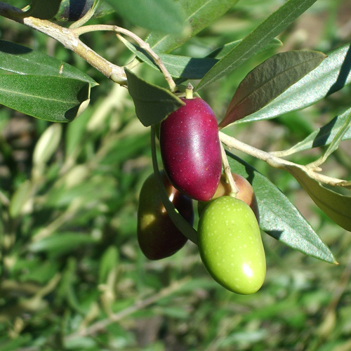 SAD.OLEA EUROPEA PRODROMOU