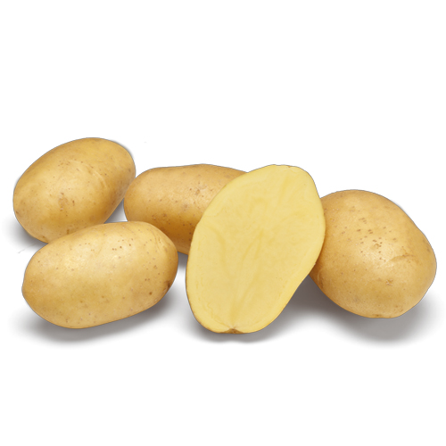 KROMPIR-VOGUE 35/55,10/1,JAKSIC