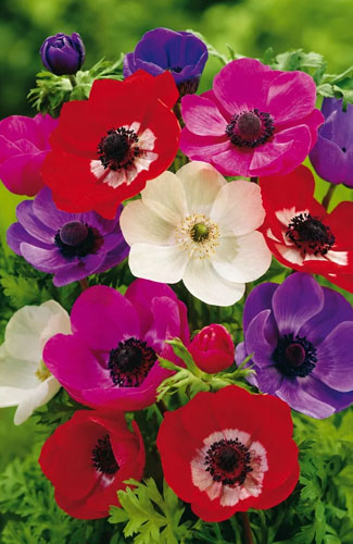 LUKOVICA ANEMONE DE CAEN MIX NJ 4/5,10KOM