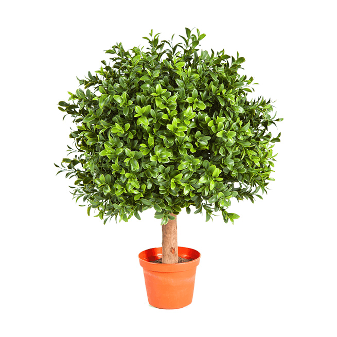 pl.cv.BOXWOOD BALL 8FW44530N
