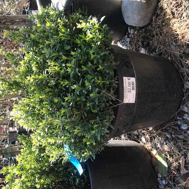 SAD.EUONYMUS PULCH.ARGENTEOVARIEGATUS CLT.15 LOPTA