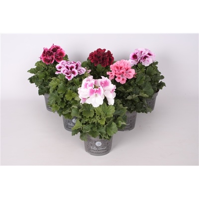 SAK.CV.PEL GRANDIFLORUM - ENGLESKE