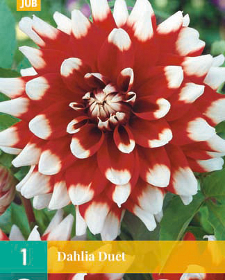 LUKOVICA DAHLIA DUET,1KOM