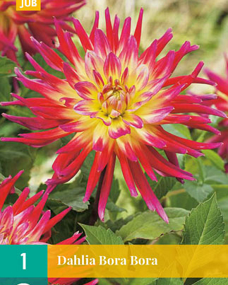 LUKOVICA DAHLIA BORA BORA,1KOM