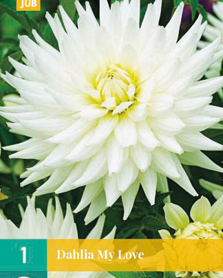 LUKOVICA DAHLIA MY LOVE,1KOM