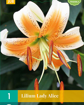 LUKOVICA LILIUM LEDY ALICE,1KOM