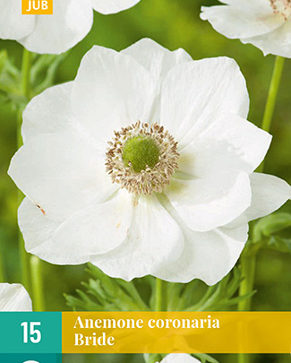 LUKOVICA ANEMONE CORONARIA BRIDE VJ,15KOM