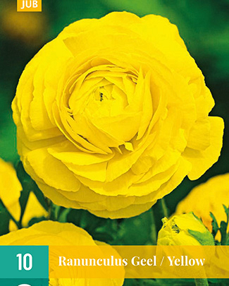 LUKOVICA RANUNCULUS YELOW VJ,10KOM