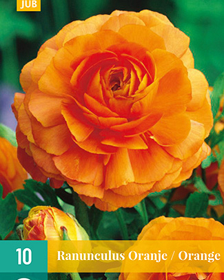 LUKOVICA RANUNCULUS ORANGE VJ,10KOM