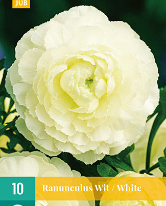 LUKOVICA RANUNCULUS WHITE VJ,10KOM