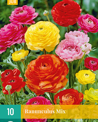 LUKOVICA RANUNCULUS MIX VJ,10KOM