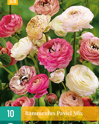 LUKOVICA RANUNCULUS PASTEL MIX VJ,10KOM