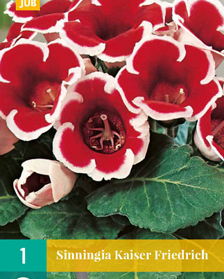 LUKOVICA SINNINGIA KAISER FRIEDRICH,1KOM