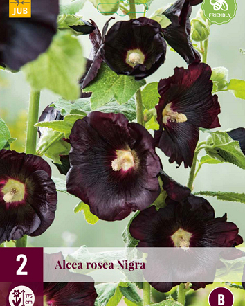 LUKOVICA ALCEA ROSEA NIGRA,2KOM