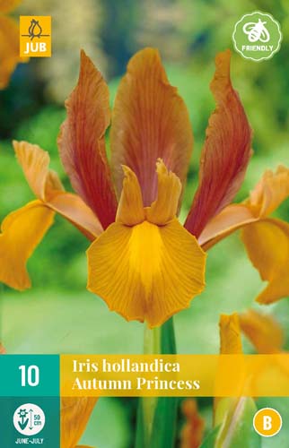 LUKOVICA IRIS HOLLANDICA AUTUMN PRINCESS 7/8,10 KOM