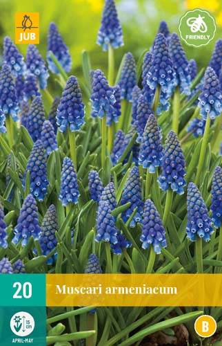 LUKOVICA MUSCARI ARMENIACUM 8/9, 20 KOM