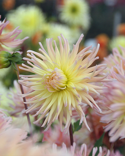 LUKOVICE DAHLIA APRICOT STAR