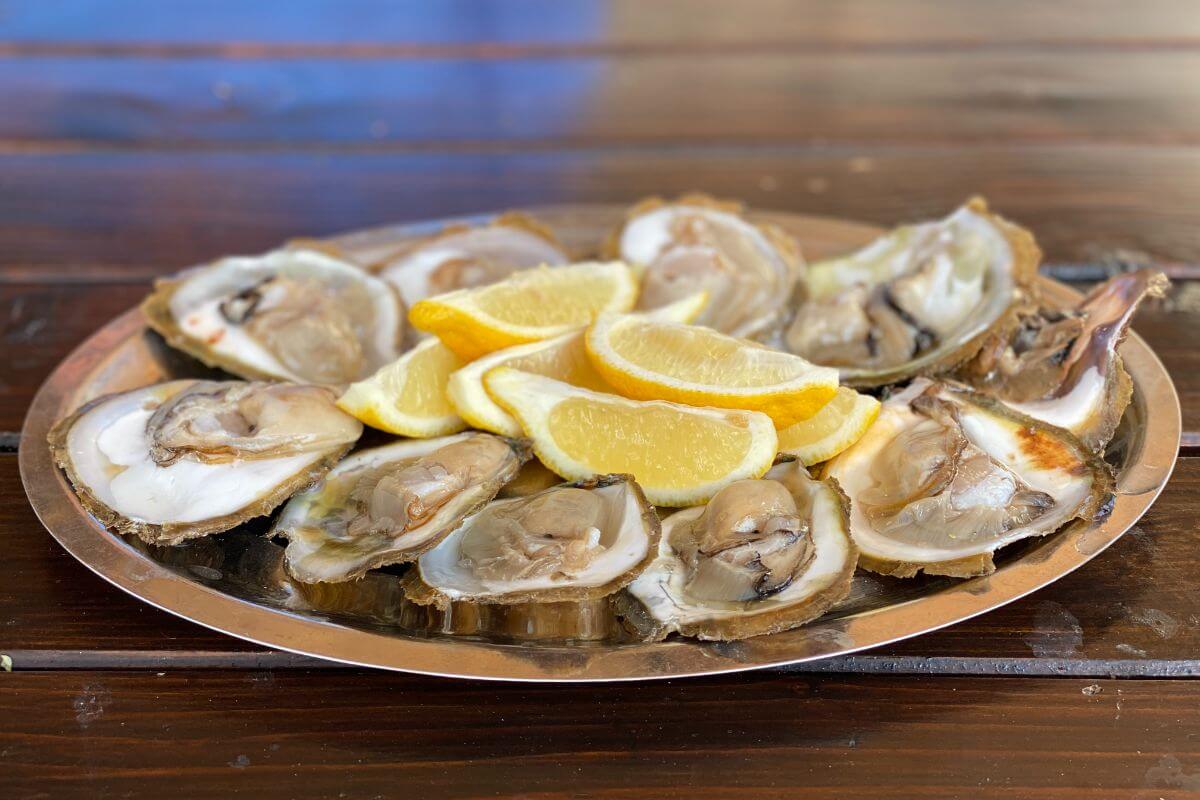 Oysters