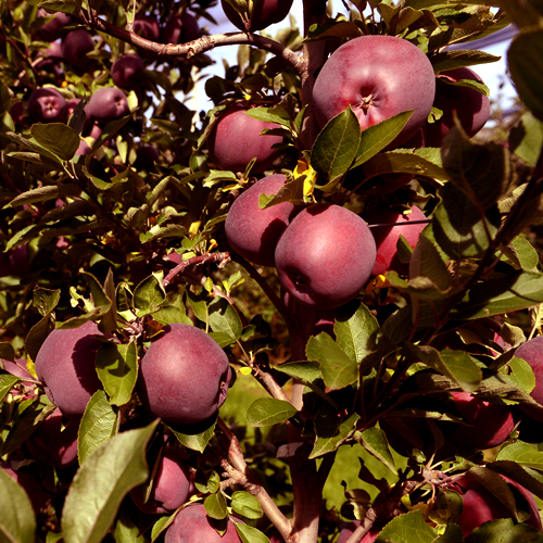 Jabuka Crveni Delises - Nase Voce