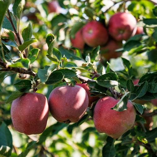 Jabuka Fuji - Nase Voce