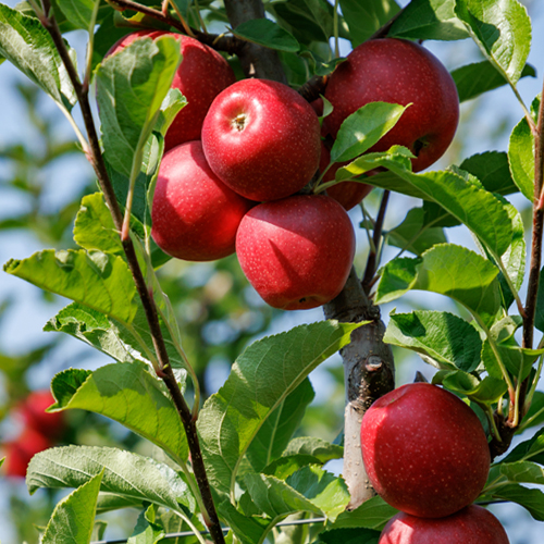 Jabuka Gala - Nase Voce