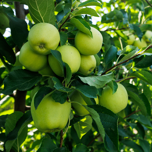 Jabuka Greni Smit - Nase Voce