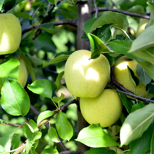 Jabuka Zlatni Delises - Nase Voce