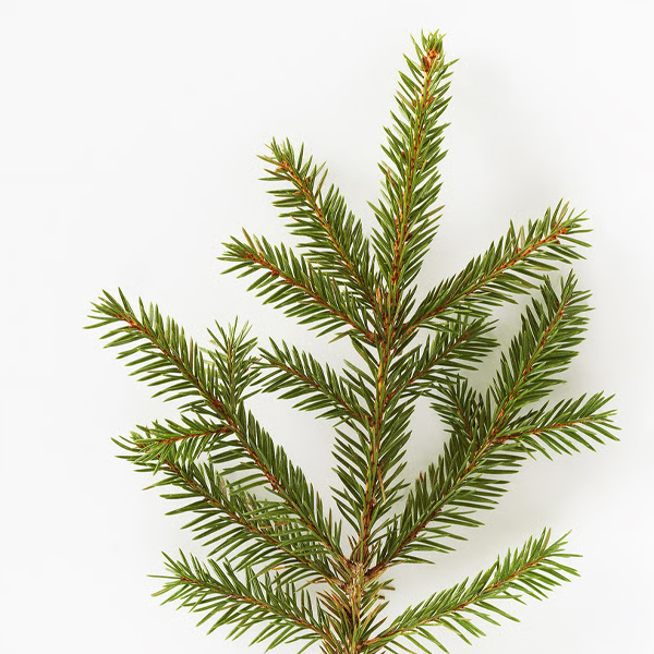 VINTERFINT Mirisna svijeća u čaši, Zimska smreka/zelena, 12 h